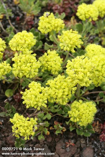 Eriogonum umbellatum