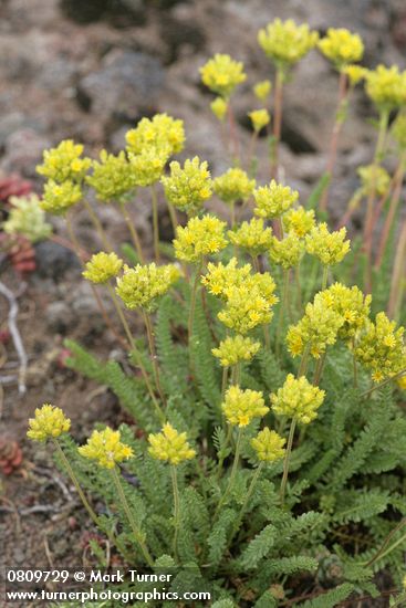 Ivesia gordonii