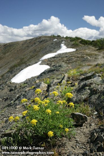 Lomatium brandegeei