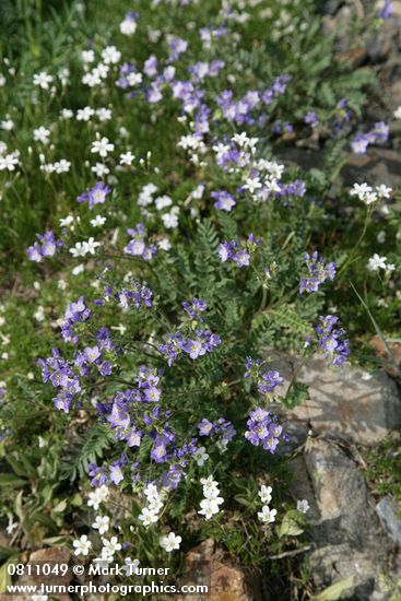 Polemonium pulcherrimum; Arenaria capillaris