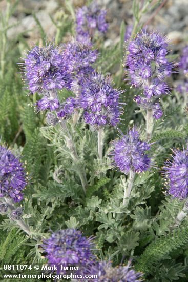 Phacelia sericea