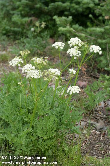 Ligusticum grayi