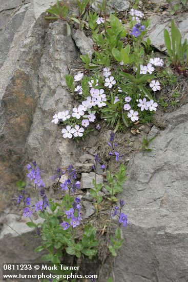 Veronica cusickii; Phlox diffusa