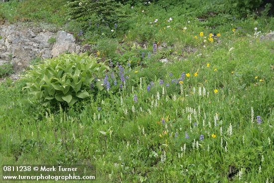 Platanthera dilitata; Veratrum viride; Lupinus latifolius