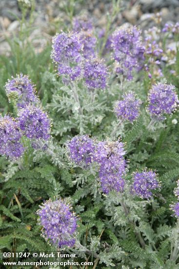 Phacelia sericea