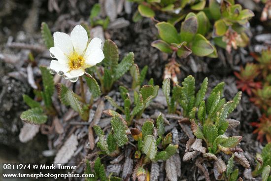 Dryas octopetala