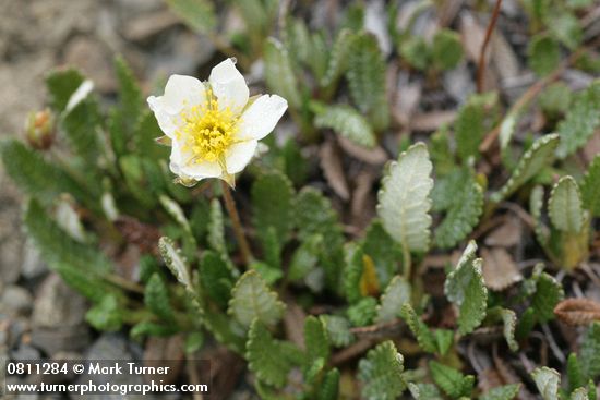 Dryas octopetala