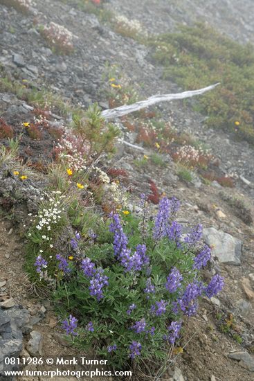 Lupinus latifolius