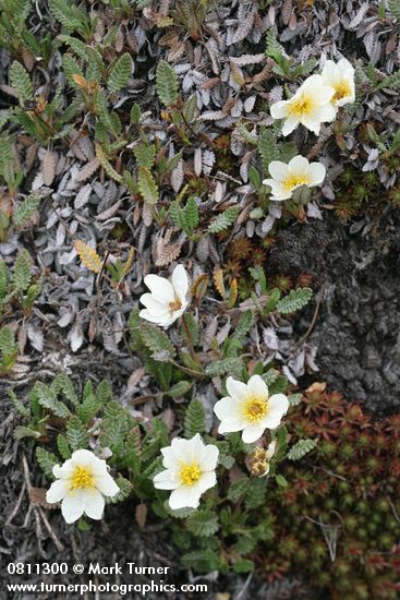 Dryas octopetala