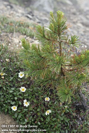 Dryas octopetala; Pinus albicaulis