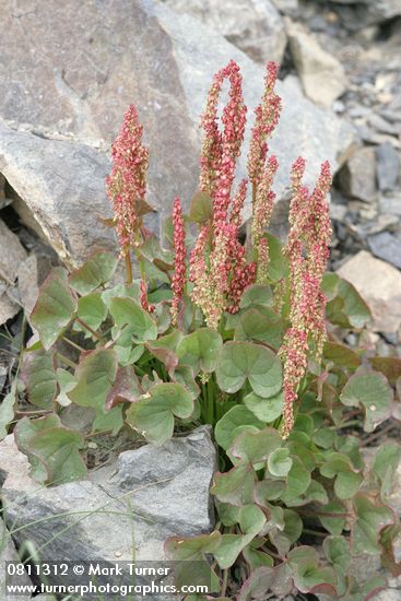 Oxyria digyna | Mountain Sorrel | Wildflowers of the Pacific Northwest