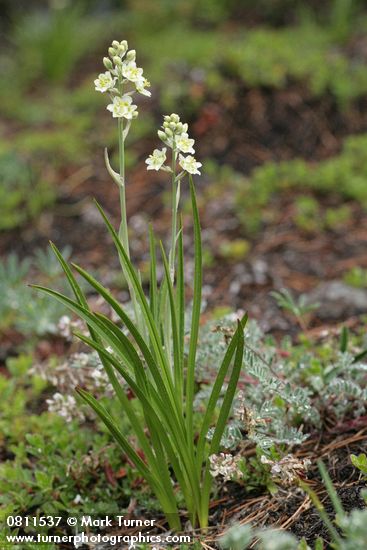 Zigadenus elegans