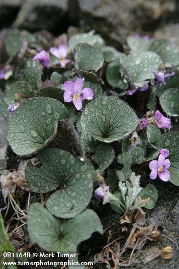 Viola flettii