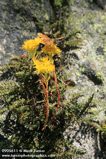 Sedum lanceolatum