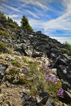 Davidson's Penstemon, Spotted Saxifrage, Alpine Gold Daisies among talus