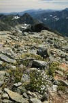 Mountain Sandwort & Yellow Mountain-heather among talus