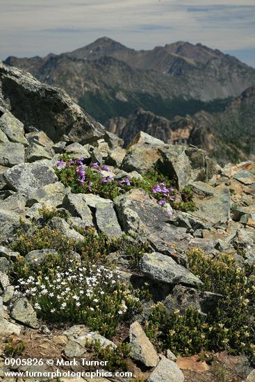 Arenaria capillaris; Phyllodoce glanduliflora; Penstemon davidsonii