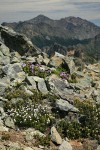 Mountain Sandwort, Yellow Mountain-heather, Davidson's Penstemon among talus