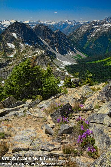 Penstemon davidsonii; Abies lasiocarpa