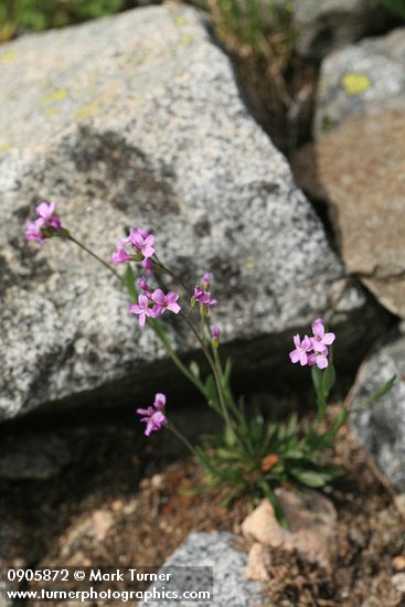 Arabis lyallii