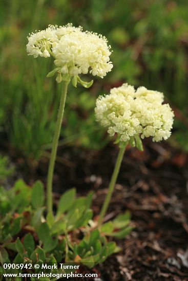 Eriogonum umbellatum var. hausknechtii