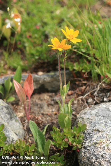 Arnica mollis