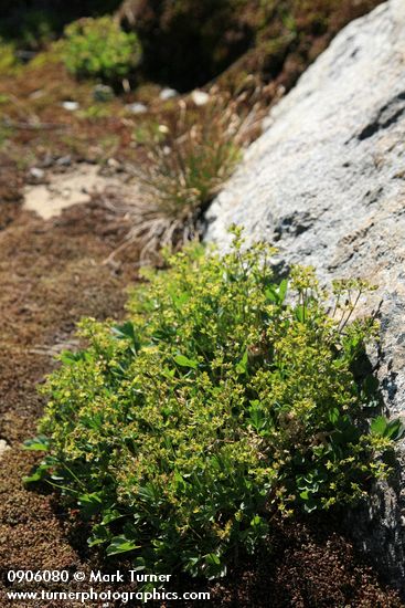 Sibbaldia procumbens