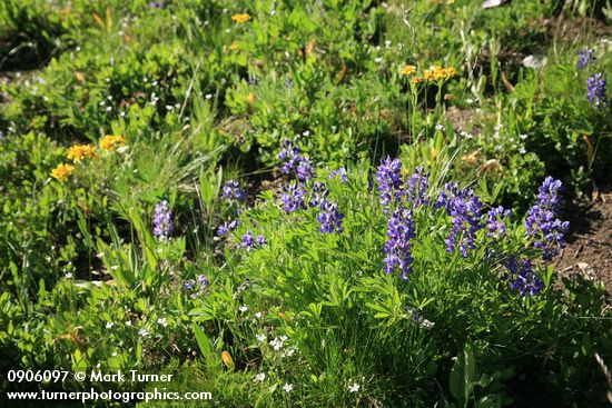 Lupinus latifolius