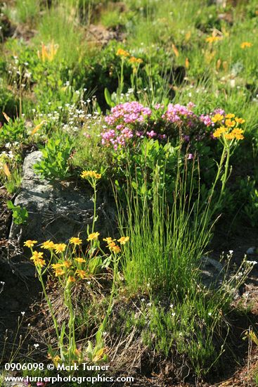 Senecio integerrimus; Festuca viridula