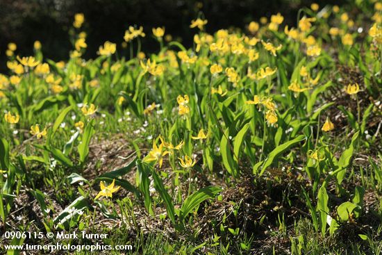 Erythronium grandiflorum