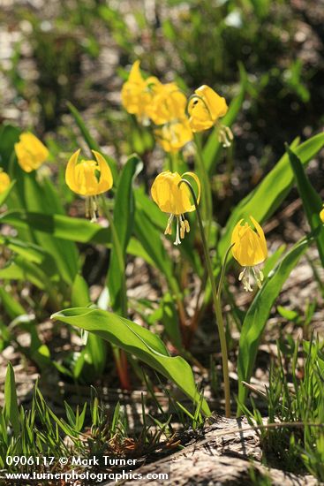 Erythronium grandiflorum