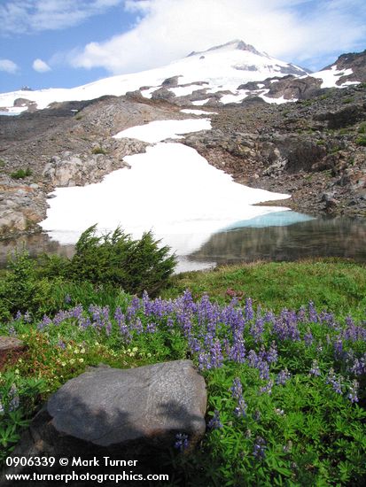 Lupinus latifolius