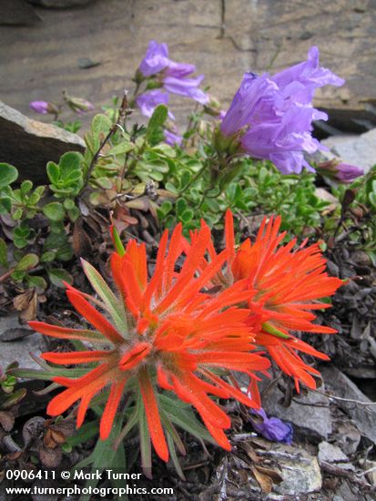 Castilleja rupicola; Penstemon davidsonii