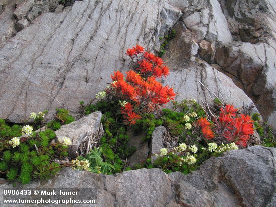 Castilleja rupicola; Luetkea pectinata