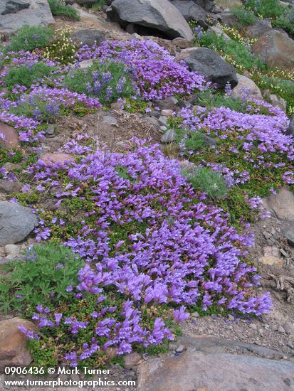 Penstemon davidsonii