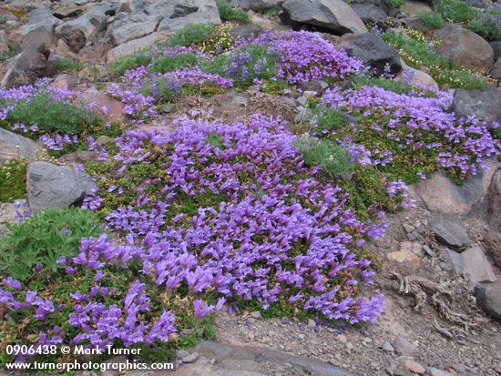 Penstemon davidsonii