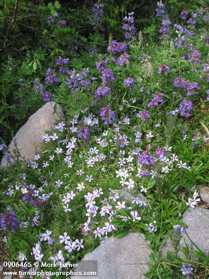 Phlox diffusa; Penstemon procerus