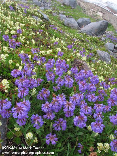 Penstemon procerus; Luetkea pectinata