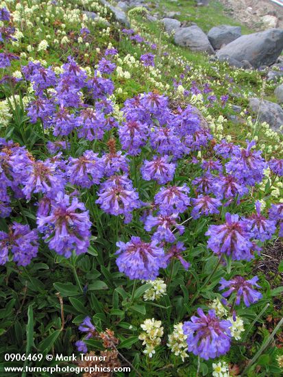 Penstemon procerus; Luetkea pectinata