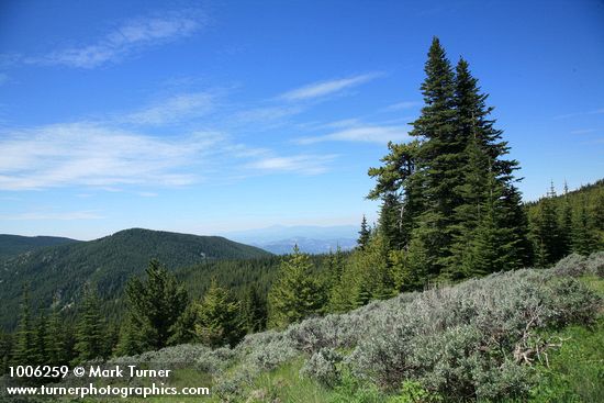 Abies lasiocarpa; Artemisia tridentata