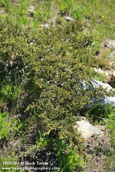 Juniperus communis