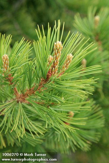 Pinus albicaulis