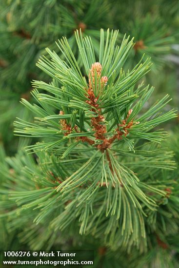 Pinus albicaulis