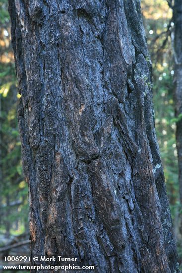 Larix occidentalis