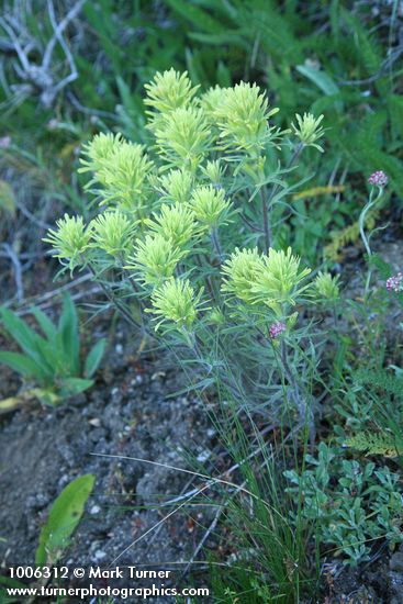 Castilleja cervina