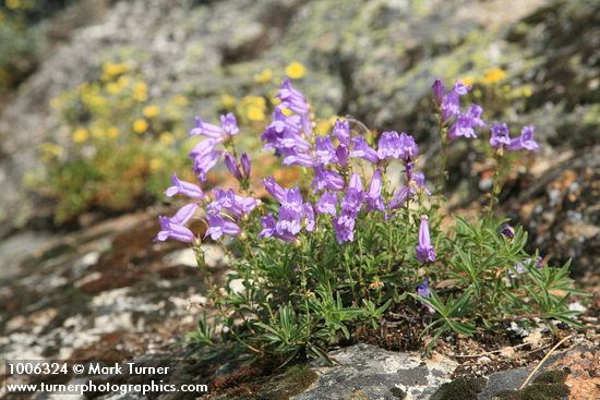 Penstemon fruticosus; Potentilla glandulosa