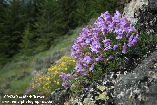 Penstemon fruticosus