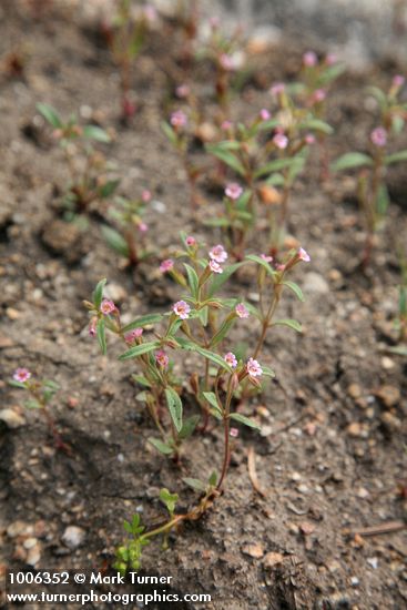 Mimulus breweri