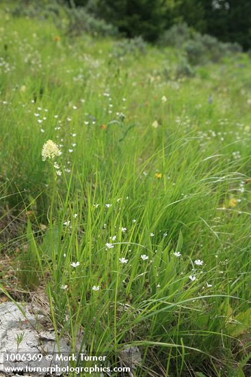 Zigadenus venenosus; Arenaria capillaris