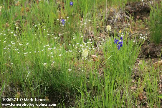 Zigadenus venenosus; Arenaria capillaris; Delphinium nuttalianum